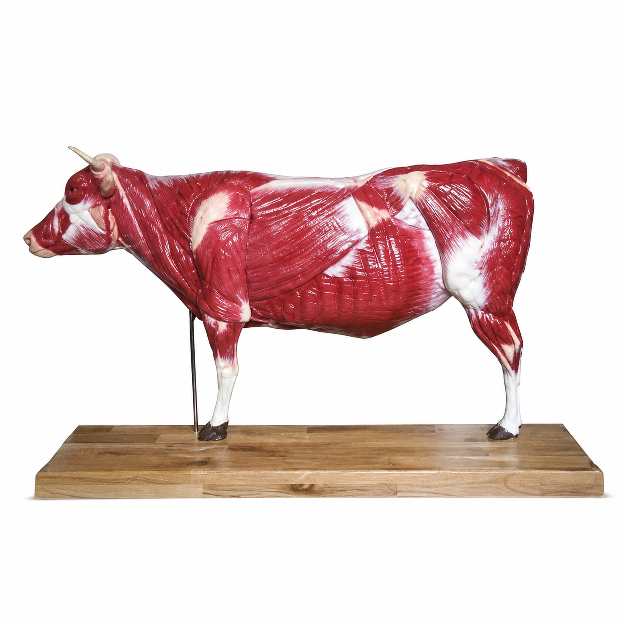 Whole Cow Diagram